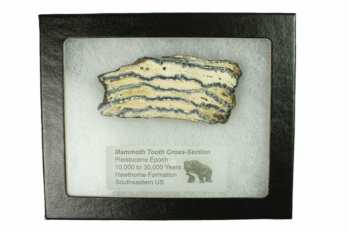 Mammoth Molar Slice With Case - South Carolina #291206